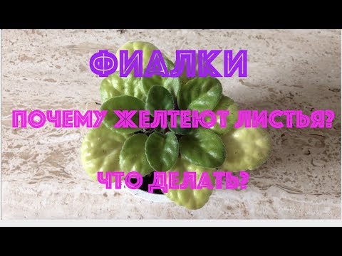 Видео: ФИАЛКИ. НОВИЧКАМ. Почему желтеют листья? AFRICAN VIOLETS. Newbies - why leaves are getting yellow?
