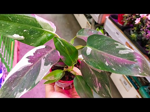 Видео: 🌿🐞ЛЕМАНА ПРО🌸ОБЗОР ЦВЕТОВ🌿🐞август 2025