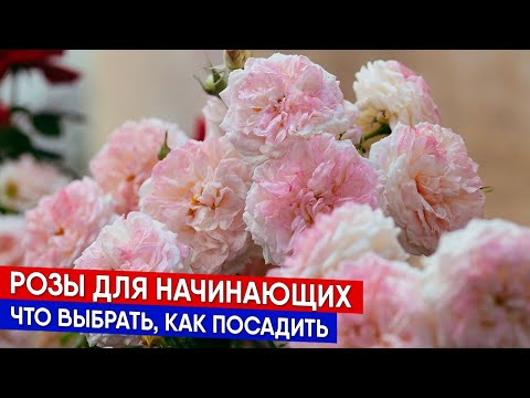 Видео: Розы для начинающих - что выбрать, как посадить