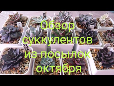Видео: Обзор суккулентов из октябрьских посылок. 📦🪴 Без потерь не обошлось 😔