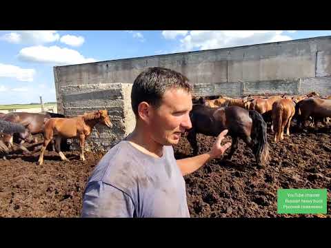 Видео: У лошади отказывает задок. Энцефалоэмилит. Как лечить.