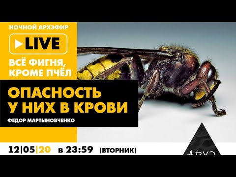 Видео: «Опасность у них в крови». Ночной АРХЭфир «Все фигня, кроме пчел»