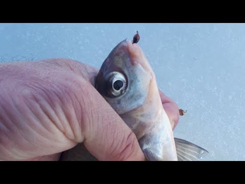 Видео: ОНА ОЧЕНЬ УЛОВИСТАЯ!!! МУРАВЕЙ ПО ШАБЛОНУ!!!