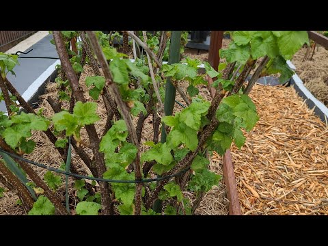 Видео: Очень важная искореняющая от болезней и вредителей обработка по листу.