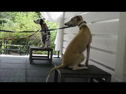 Видео: Догтренинг 658. Что делать со щенком: вместе веселей