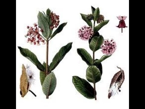 Видео: Ваточник сирійський радість чи сльози?