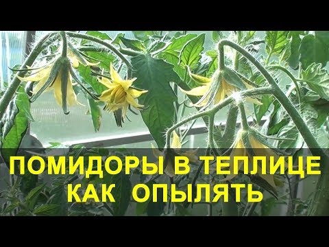 Видео: Помидоры в Теплице как Опылять и что Делать если нет Завязи.
