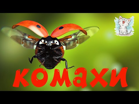 Видео: Комахи для дітей. Навчальне відео з голосами та звуками комах