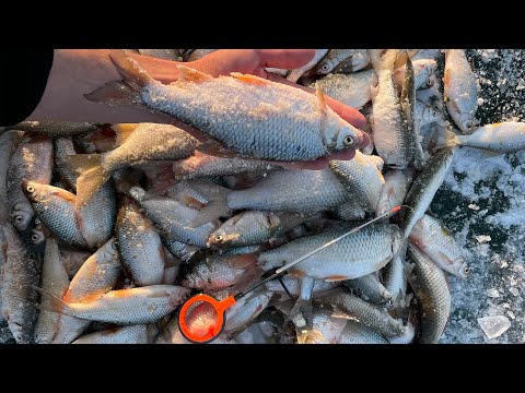 Видео: ВОТ ЧЕГО Я ЖДАЛ ВЕСЬ ГОД , НАСТОЯЩАЯ РЫБАЛКА НА ВОБЛУ