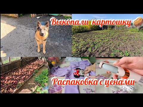 Видео: Выкопали картошку 🥔 Распаковка Temu с ценами 🛍️Перешиваю теплую кепку с Temu🧢 Уборка в гостиной🫧