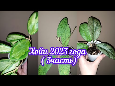 Видео: хойи 2023 года ( 3 часть)