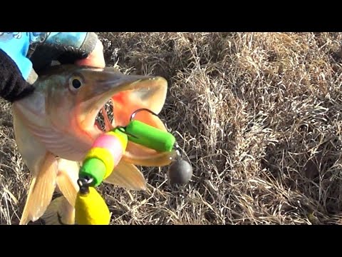 Видео: Сокола,30.10.2025,день третий,заключительный.