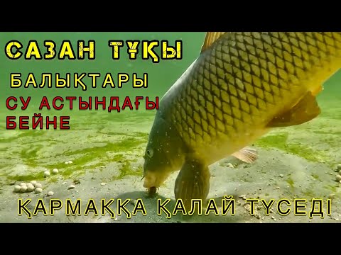 Видео: Сазан-Тұқы балықтары қалай түседі | су астындағы бейне