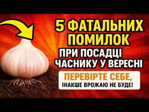 Видео: 5 ФАТАЛЬНИХ ПОМИЛОК при посадці часнику у вересні. Перевірте себе, інакше врожаю не буде!
