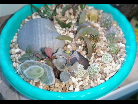 Видео: 🌵Комнатные цветы.🌵Пересадка кактусят.🌵Маммилярии.🌵