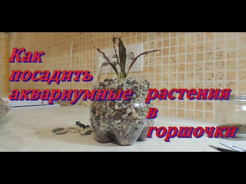Видео: Аквариумные растения в горшочках.