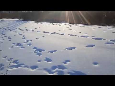 Видео: Регулирование численности волка в Забайкалье. Волк в капкане Бриджер 5. Видео от Александра.
