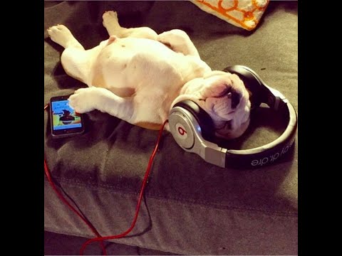 Видео: [FREE] madk1d x тёмный принц x dope17 Type Beat - DANCE