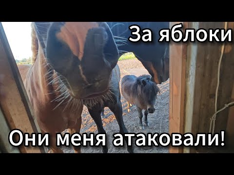 Видео: ❌⭕❌ Лошади приставучки #SERVEROK ///  🍓🍒