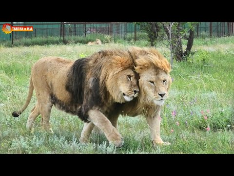 Видео: Восторг туристов - выманили для них львов. Тайган. Lions life in Taigan.