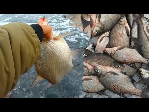 Видео: ПЕЧЕНЕЖСКОЕ ВОДОХРАНИЛИЩЕ,Р - Н КОСТА БРАВО,КАПРИЗНЫЙ ЛЕЩ, НО ПОПАДАЛИСЬ ОТЛИЧНЫЕ ЭКЗЕМПЛЯРЫ.