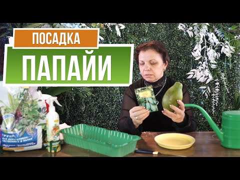 Видео: Как легко вырастить папайю дома ❦ 2 способа выращивания