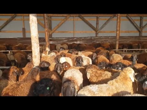 Видео: О содержании овец, быков. С чего лучше начинать? 🐑