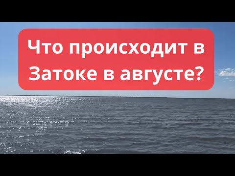 Видео: Что происходит в Затоке на базе Медик в августе?