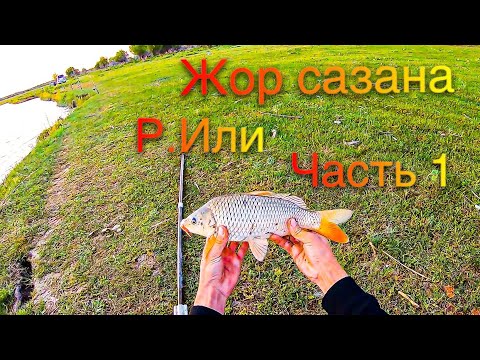 Видео: РЫБАЛКА НА РЕКЕ ИЛИ , ЖОР САЗАНА ЧАСТЬ 1