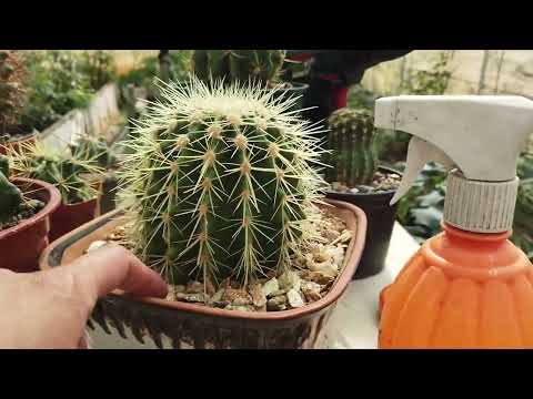 Видео: Экскурсия по моему "мини-кукорту" для спасаемых растений. Крассулы, кактусы и фикусы на даче