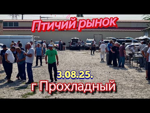 Видео: Голуби цены Птичий рынок г Прохладный