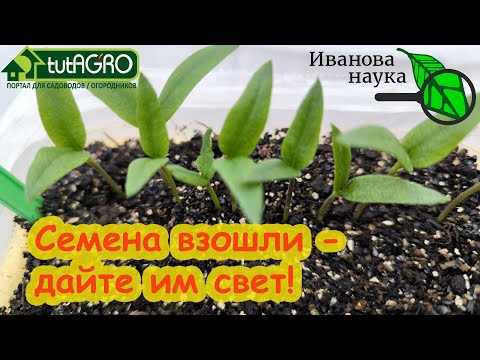 Видео: КАК ПРАВИЛЬНО ПОДСВЕЧИВАТЬ РАССАДУ: когда, сколько, чем и зачем.