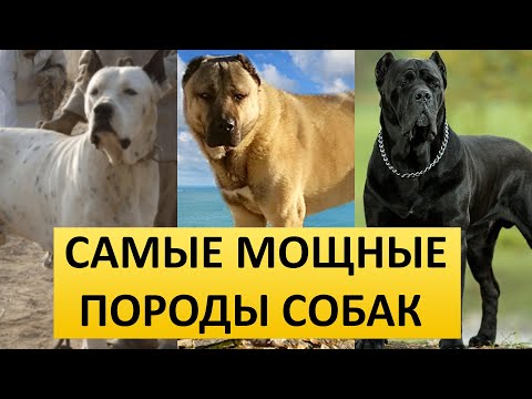 Видео: САМЫЕ МОЩНЫЕ ПОРОДЫ СОБАК - ТОП 10