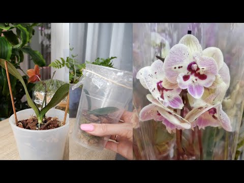 Видео: Орхидея Кукушка и ее брошенное поколение. Опять рожает 😲 Выживет? | Привезли Дешевые орхидеи.
