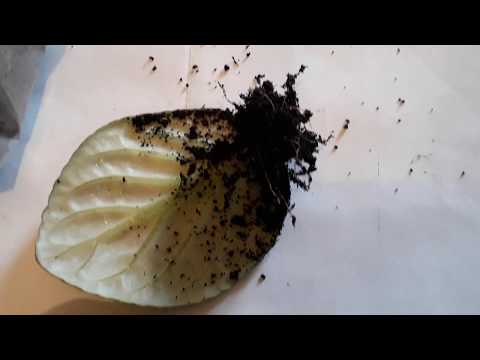 Видео: 17 января 2019 г. Фиалка гулин тамырландыру.