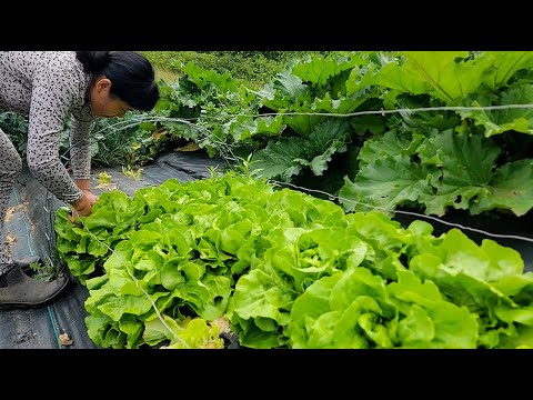 Видео: Сбор урожая рулетов из салата, желтых цуккини, зеленых цуккини, красной спелой клубники