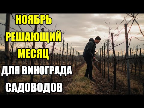 Видео: ПОСЛЕДНИЙ МЕСЯЦ!Если сейчас не сделать это с виноградом — весной можно потерять всё!