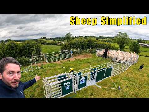 Видео: Может быть, это то самое? Наш опыт использования мобильного овцеводческого оборудования Prattley