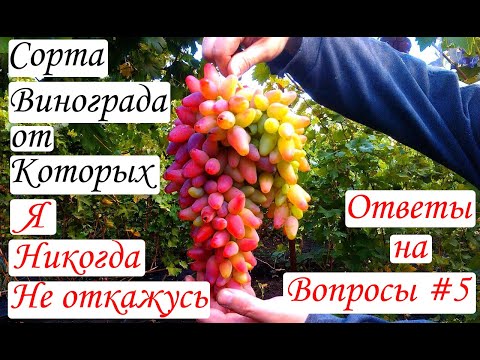 Видео: Сорта винограда, от которых я никогда не откажусь. Ответы на вопросы #5