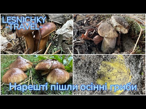 Видео: Нарешті пішли осінні гриби!