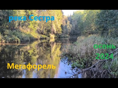 Видео: Рыбалка на реке Сестра! Карельский перешеек! #рыбалка #рыбалканаспиннинг