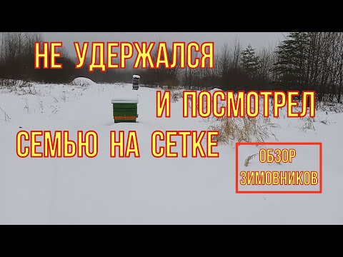 Видео: Большой обзор зимовки пчёл. Не удержался и посмотрел семью на сетке.