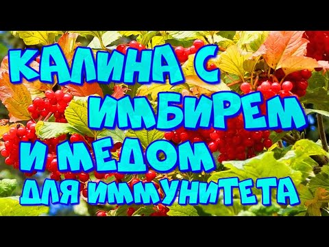 Видео: ▶️КАЛИНА С ИМБИРЁМ,МЁДОМ И ЛИМОНОМ,ДЛЯ ИММУНИТЕТА И ЗДОРОВТЯ,КЛАДЕЗЬ ВИТАМИНОВ И МИНЕРАЛОВ!👍🔥