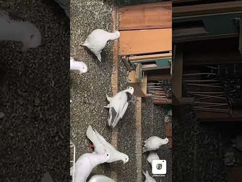 Видео: Минералкой не поможешь