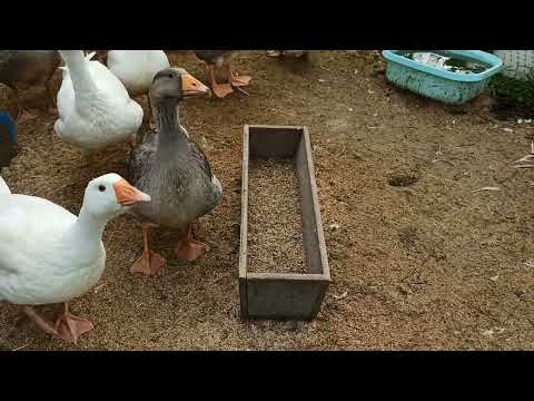 Видео: Как дела в хозяйстве?  Обо всём по не многу.