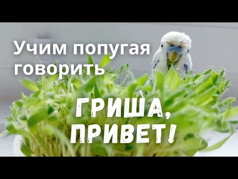 Видео: Учим попугая говорить Гриша, привет