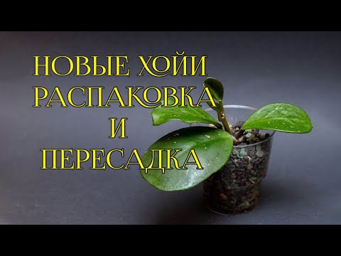 Видео: Распаковка новых растений | Пересадка