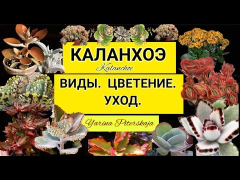 Видео: Каланхоэ.Виды. Цветение. Уход.