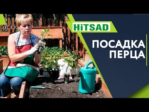 Видео: ПРАВИЛЬНАЯ Посадка Перца ✔️ Рассада Перца в Открытый Грунт ✔️ Советы От Хитсад ТВ