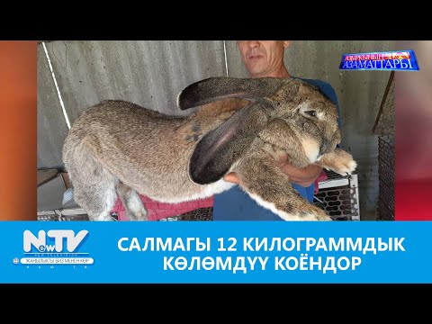 Видео: NewTV// САЛМАГЫ 12 КИЛОГРАММДЫК КӨЛӨМДҮҮ КОЁНДОР // АЗЫРКЫНЫН АЗАМАТТАРЫ